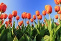 Orange tulips blue sky Royalty Free Stock Photo