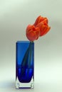 Orange tulips in blue vase Royalty Free Stock Photo