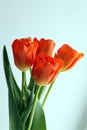 Orange tulips