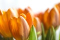 Orange tulips