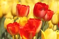 Orange tulips in the feild Royalty Free Stock Photo