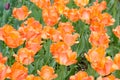 Orange tulips in Hangzou