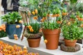 Tulips and fritillaria imperialis in flower pots Royalty Free Stock Photo