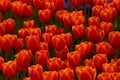 Orange tulips in full frame view. Spring flowers background photo. Royalty Free Stock Photo