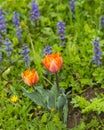 Orange tulips in the garden after the rain Royalty Free Stock Photo