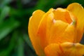 Orange tulips in the green grass. The first spring flowers. Close up Royalty Free Stock Photo