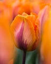 Orange tulip against soft focused field of tulips