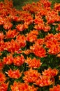 Orange tulips in Keukenhof, Lisse