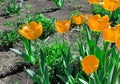 Orange tulips in an open-air flowerbed, the concept of landscaping and growing flowers in your garden. Warm spring day and bright Royalty Free Stock Photo