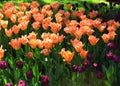 Orange and purple tulips. Summer garden.