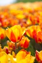 Orange Tulips