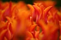 Orange tulips shot in open aperture macro. Royalty Free Stock Photo