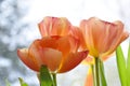 Orange Tulips, snow at the background Royalty Free Stock Photo