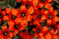 Orange tulips on such a colourful pallet