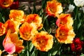 Orange tulips in sunlight in the spring garden