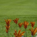 Orange Tulips