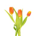 Orange tulips on white