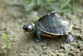 Orange turtle Royalty Free Stock Photo