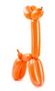 Orange twisted balloon dog isolated on white background Royalty Free Stock Photo