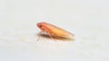 Orange typical leafhopper on solid surface Royalty Free Stock Photo