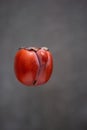 Orange ugly persimmon flying kaki fruit isolated