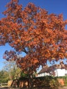 Orange and umber autumn colours