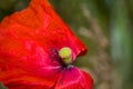 an orange unwithered wild poppie