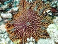 Orange urchin