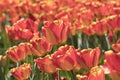 Orange Variegated Tulips in a Field