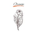 Orange. Vector collection in sketch style. Isolated objects. Natural herbs and flowers. Royalty Free Stock Photo