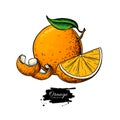 Orange vector drawing. Summer fruit color illustration. Isolated hand drawn whole orange, slice and peel.