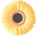 Orange vector flower