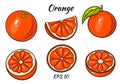 Orange vector. Fresh tropical orang fruit in cartoon style. Half and ring vector orange slice