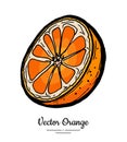 Orange vector isolated. Half cut chopped orange, grapefruit. Fruit hand drawn. Sweet sour citrus food vegetarian logo