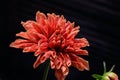 Orange vibrant dahlia flower with large petals with water due drops reflecting in front of black background Royalty Free Stock Photo