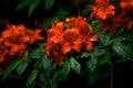 Orange flowers with dark background
