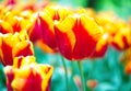 Orange vibrant tulip flower in spring