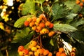 Orange viburnum berries on a branch in the rain