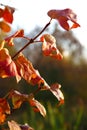 Orange viburnum bush, close -up on green blurry background