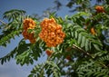 Orange viburnum on a tree branch. Seasonal growth of mountain ash.
