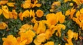 Orange Viola Cornuta flowers Royalty Free Stock Photo