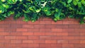 Orange wall and green leaves, empty space and wallpaper background.