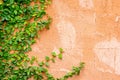 Orange wall with ivy plant