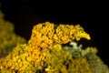 Orange wall lichen macro Royalty Free Stock Photo