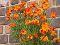 Orange wallflower otherwise known as Erysimum