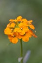 Siberian wallflower, Erysimum x allionii Siberian Orange, orange flower