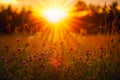 Orange and warm sunset and glade. The sun rays are shining through the wildflowers Royalty Free Stock Photo