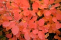 Autumn combination, orange Royalty Free Stock Photo