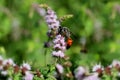 Orange wasp collecting nectar Royalty Free Stock Photo