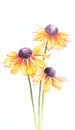 Orange watercolor helenium flowers on white background vertical Royalty Free Stock Photo